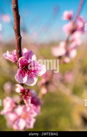 Frutteto di pesca in primavera. Foto Stock