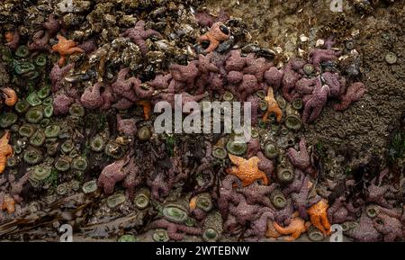 Masse di stelle del Mare di Ochre tengono saldamente le Sea Stack Rocks di Meyers Beach sulla costa dell'Oregon Foto Stock