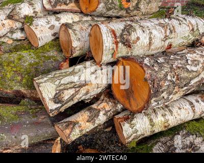 pila di legna da ardere di betulla nel giardino Foto Stock