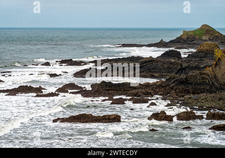 Formazioni rocciose della formazione Crackington della Devon Heritage Coast con bassa marea a Hartland Quay, Devon Foto Stock