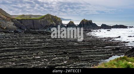 Formazioni rocciose della formazione Crackington della Devon Heritage Coast con bassa marea a Hartland Quay, Devon Foto Stock