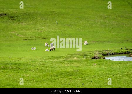 Pecore e nuovi agnelli in un campo vicino a Oughtershaw e Deepdale nel tardo inverno nelle valli dello Yorkshire. Un airone grigio si trova nel campo vicino. Foto Stock