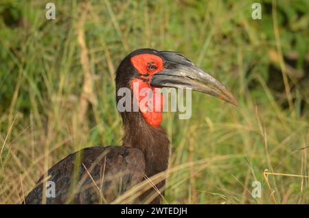 Terreno meridionale di Hornbill nel Kruger National Park, Mpumalanga, Sudafrica Foto Stock