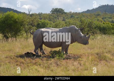 Rinoceronte nel Kruger National Park, Mpumalanga, Sudafrica Foto Stock