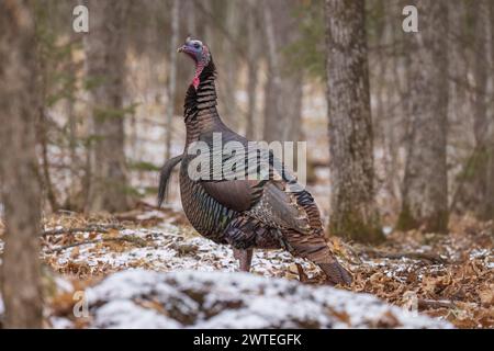 Tom turkey in una giornata invernale nel Wisconsin settentrionale. Foto Stock