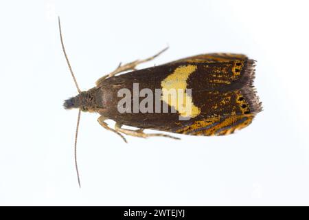 Trapano comune (Dichrorampha petiverella). Bella falena della famiglia Tortricidae, falene leafroller. Foto Stock