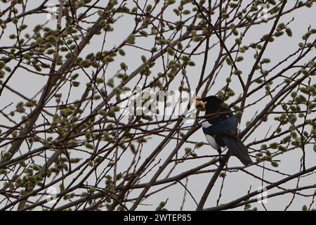 magpie arroccato sull'albero con cibo nel suo becco, Baviera, Germania - marzo 2024 Foto Stock