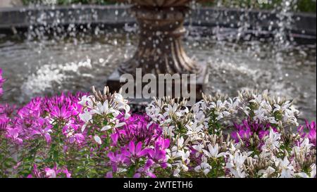 Fiori rosa e bianchi Pelargonium, confinano con una fontana d'acqua in un giardino orticolo formale illuminato dal sole. Genere di piante da fiore che comprende specie di piante perenni, succulente e arbusti, comunemente chiamati gerani, pelargonium, o storksbill. Geranium è anche il nome botanico e il nome comune di un genere separato di piante correlate, noto anche come cranesbills. Foto Stock