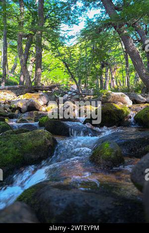 rio en el bosque Foto Stock