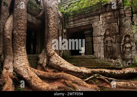 Tempio di TA Prohm ad Angkor vicino a Siem Reap in Cambogia nel sud-est asiatico Foto Stock