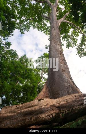 Tempio di TA Prohm ad Angkor vicino a Siem Reap in Cambogia nel sud-est asiatico Foto Stock