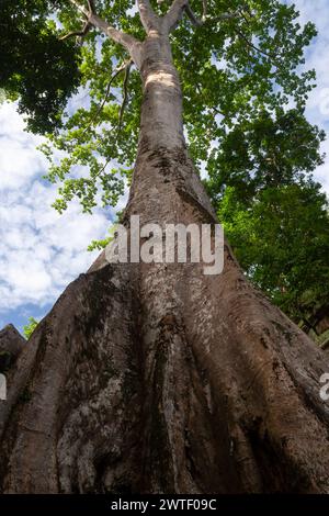 Tempio di TA Prohm ad Angkor vicino a Siem Reap in Cambogia nel sud-est asiatico Foto Stock