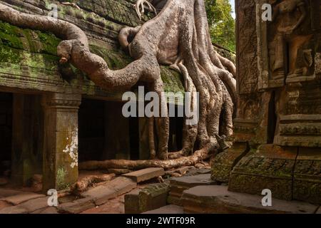 Tempio di TA Prohm ad Angkor vicino a Siem Reap in Cambogia nel sud-est asiatico Foto Stock