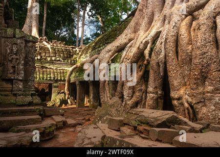 Tempio di TA Prohm ad Angkor vicino a Siem Reap in Cambogia nel sud-est asiatico Foto Stock