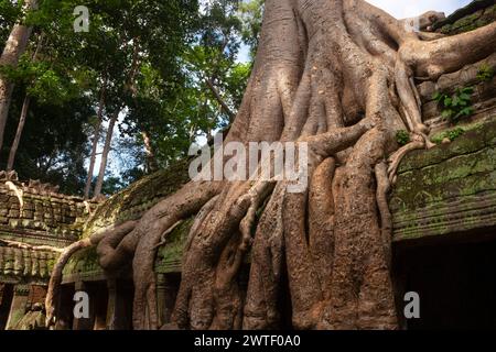 Tempio di TA Prohm ad Angkor vicino a Siem Reap in Cambogia nel sud-est asiatico Foto Stock