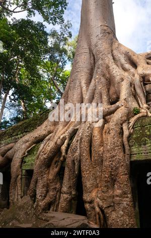 Tempio di TA Prohm ad Angkor vicino a Siem Reap in Cambogia nel sud-est asiatico Foto Stock