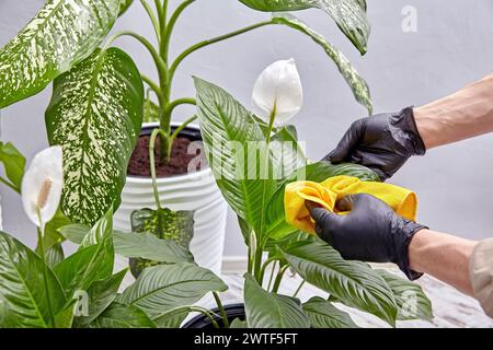 Mani con guanti in lattice pulire le foglie delle piante in interni con un tovagliolo bagnato giallo. Pulizia e idratazione dei fiori da interno Foto Stock