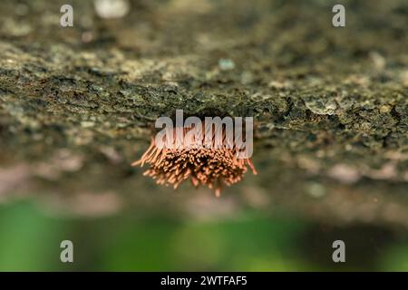 Muffa di melma del tubo di cioccolato che cresce su un tronco caduto. Stemonitis axifera. Isparta, Turchia Foto Stock