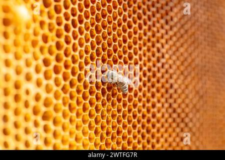 il calore dell'alveare, un'ape affollata tende a cellule esagonali riempite di miele, creando la miscela perfetta di dolcezza e salute. Una testimonianza dell'artista della natura Foto Stock