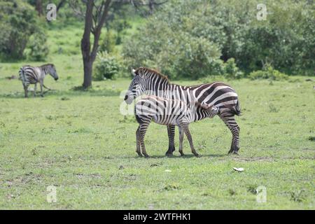 Zebra comune o di pianura (Equus quagga), cavolo con puledro da latte Foto Stock