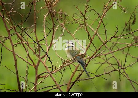 Il mangiatore di api dalla gola bianca è seduto sul ramo. Merops albicollis vicino alla riva del fiume. Safari nel parco nazionale della Regina Elisabetta. Calmo mangiatore di api Foto Stock