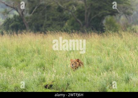 Lion sta riposando nel parco Queen Elizabeth. Lion si nasconde tra i cespugli. Safari in Uganda. Foto Stock