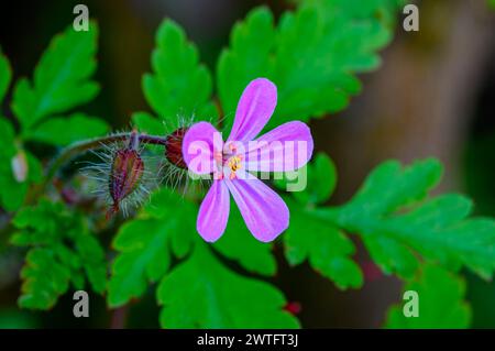 Erbe Robert (Geranium robertianum) fiori e gemme Foto Stock