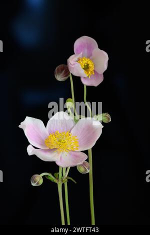 Anemone giapponese settembre fascino Foto Stock