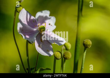 Fiore di fascino giapponese di settembre Anemone Foto Stock