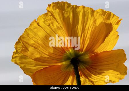 Lato inferiore di Single Bloom of Yellow Poppy Flower Foto Stock