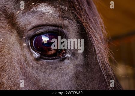primo piano, occhi di cavallo marroni nella stalla Foto Stock