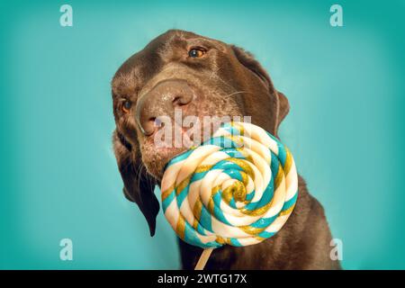 Un cane labrador retriever marrone che lecca un lecca lecca-lecca di fronte al colorato sfondo dello studio Foto Stock