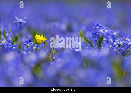 Blumenwiese im Frühling Auf einer Wiese a Francoforte sul meno blühen im Frühling unzählige blaue Sternhyazinthen Blauer Schneeglanz, Schneestolz. Francoforte sul meno Assia Deutschland *** Fiori in primavera innumerevoli giacinti di stelle blu fioriscono su un prato a Francoforte sul meno in primavera gloria di neve blu, orgoglio di neve Francoforte sul meno Assia Germania 2024-03-17 fruehling blumenwiese 04 Foto Stock