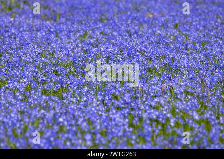 Blumenwiese im Frühling Auf einer Wiese a Francoforte sul meno blühen im Frühling unzählige blaue Sternhyazinthen Blauer Schneeglanz, Schneestolz. Francoforte sul meno Assia Deutschland *** Fiori in primavera innumerevoli giacinti di stelle blu fioriscono su un prato a Francoforte sul meno in primavera gloria di neve blu, orgoglio di neve Francoforte sul meno Assia Germania 2024-03-17 fruehling blumenwiese 02 Foto Stock