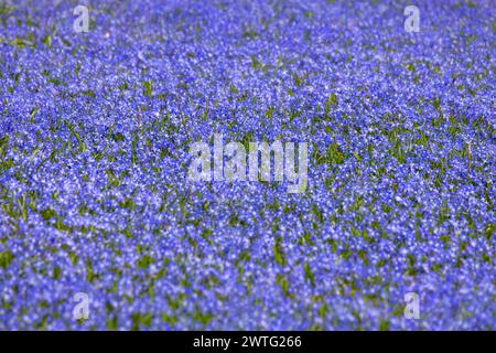 Blumenwiese im Frühling Auf einer Wiese a Francoforte sul meno blühen im Frühling unzählige blaue Sternhyazinthen Blauer Schneeglanz, Schneestolz. Francoforte sul meno Assia Deutschland *** Fiori in primavera innumerevoli giacinti di stelle blu fioriscono su un prato a Francoforte sul meno in primavera gloria di neve blu, orgoglio di neve Francoforte sul meno Assia Germania 2024-03-17 fruehling blumenwiese 01 Foto Stock
