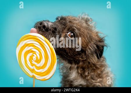 Un simpatico bossipoo designer riproduce un cane mongrel che lecca un lolli davanti a un colorato sfondo blu Foto Stock