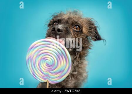 Un simpatico bossipoo designer riproduce un cane mongrel che lecca un lolli davanti a un colorato sfondo blu Foto Stock