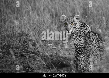 Un leopardo solitario guarda in lontananza con uno sguardo calmo ma potente nel Parco Nazionale del Serengeti in bianco e nero. Foto Stock