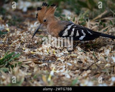 Madagascar hoopoe, Upupa marginata, le Jardin du Roy, Ranohira, Madagascar Foto Stock