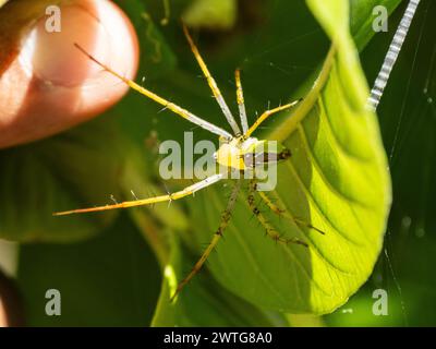 Ragno della lince verde malgascia, Peucetia lucasi, Parco Nazionale dell'Isalo, Madagascar Foto Stock