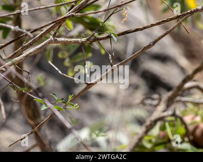 Insetto bastone da passeggio, Achrioptera impennis, Parco Nazionale dell'Isalo, Madagascar Foto Stock