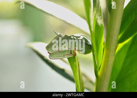 Rana albero Phyllomedusa Distincta, nota come rana foglia, rana foglia o rana scimmia. Specie di anfibi, della famiglia Hylidae. Su una foglia di pianta. Foto Stock