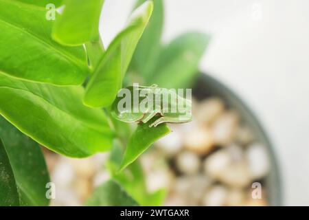 Rana albero Phyllomedusa Distincta, nota come rana foglia, rana foglia o rana scimmia. Specie di anfibi, della famiglia Hylidae. Su una foglia di pianta. Foto Stock