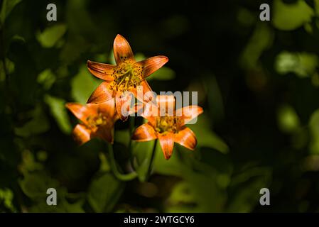 Alpine Lily Blooming a Desolation Wilderness California Foto Stock