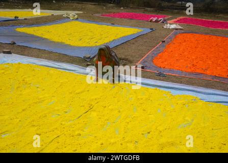 Silguri, Bengala Occidentale, INDIA. 18 marzo 2024. I Labourers seccano Gulal (polvere colorata) per essere successivamente confezionati e venduti in vista del prossimo festival primaverile indù - Holi nell'area di Sastrinagar, alla periferia di Siliguri. (Credit Image: © Diptendu Dutta/ZUMA Press Wire) SOLO PER USO EDITORIALE! Non per USO commerciale! Foto Stock