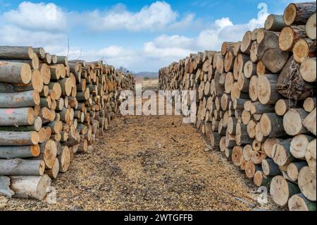 Una pila di legname tritato nella foresta. Una grande pila di faggi tagliati. Deforestazione. Foto Stock