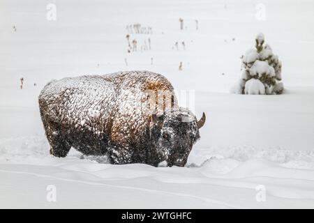 BISON BULL YELLOWSTONE RIVER NORRIS GEYSER BASIN YELLOWSTONE NATIONAL PARK WYOMING USA Foto Stock