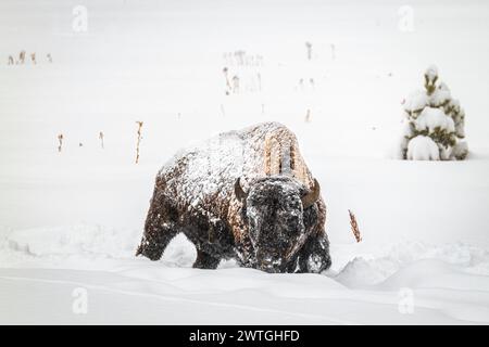 BISON BULL YELLOWSTONE RIVER NORRIS GEYSER BASIN YELLOWSTONE NATIONAL PARK WYOMING USA Foto Stock