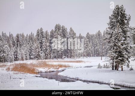 BISON BULL YELLOWSTONE RIVER NORRIS GEYSER BASIN YELLOWSTONE NATIONAL PARK WYOMING USA Foto Stock