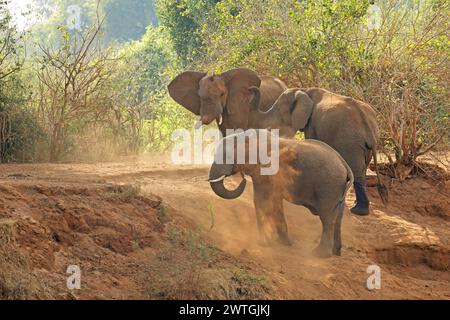 Grandi elefanti toro africani (Loxodonta africana) che fanno un bagno di polvere, Parco Nazionale di Kruger, Sudafrica Foto Stock